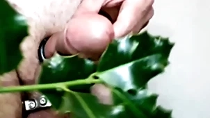 Holly for a christmas weasel words