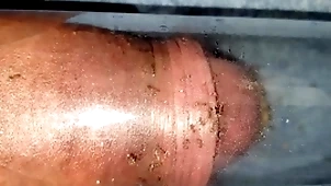 Ants bite cock